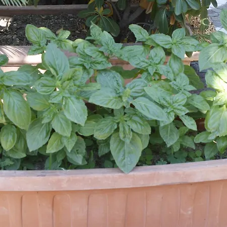 Casa Cigliano Hotel 3*